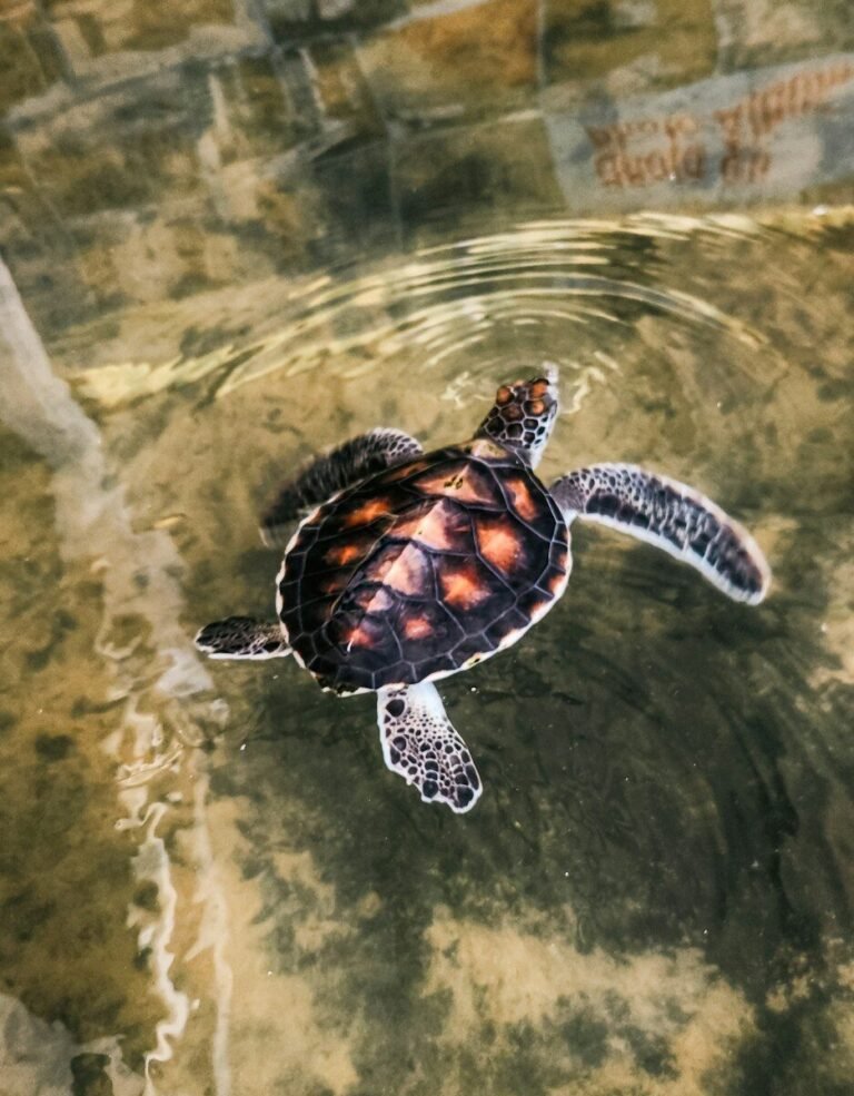 A baby sea turtle swims gracefully in the water
